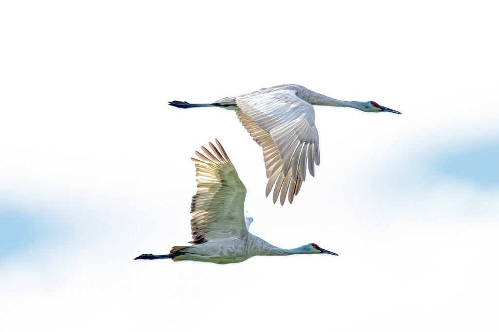 cranes, birds, sandhill cranes-7445073.jpg